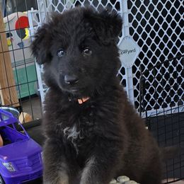 Orange Girl - Shiloh Shepherd puppy from Stunning Shiloh Shepherds