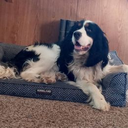 English Springer Spaniels from Springers Journey