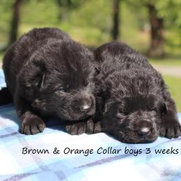 2nd Pick male - Black male German Shepherd puppy in Elkmont, Alabama from Oakmont Shepherds
