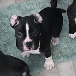 Light Blue Boy - Brindle male Boxer puppy in Woodstock, Virginia from Ashley Rhodes