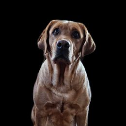 Poppy - Dilute Retriever