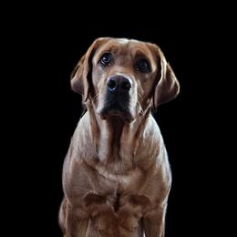 Poppy - Dilute Retriever