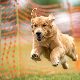Phoebe - Golden Retriever