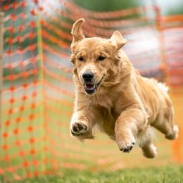 Phoebe - Golden Retriever