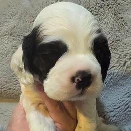 Sergeant - Black white and tan male Cocker Spaniel puppy in Florence, South Carolina from Reddick's American Cocker Spaniels