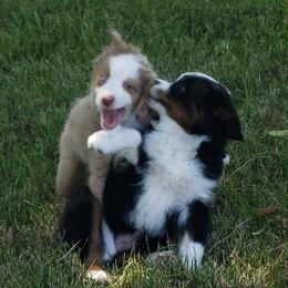 Australian Shepherd Puppies from Crazy 8 Aussies