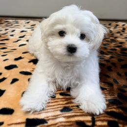 Teddy - White male Maltese puppy in Bayonne, New Jersey from Medhat Samuel