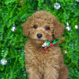 Blitzen - Apricot male Goldendoodle puppy in Brandon, Florida from Murphys Doodles