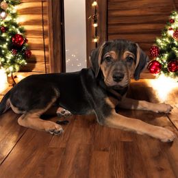 Sicily - Black female Catahoula Leopard Dog puppy in Cottonwood, California from Cottonwood Creek Catahoula’s