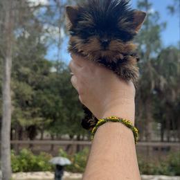 Tiny Tiny Enzo 1.0 Pounds - Black and gold male Yorkshire Terrier puppy in Naples, Florida from Puppies Forever 💙❤️🐶
