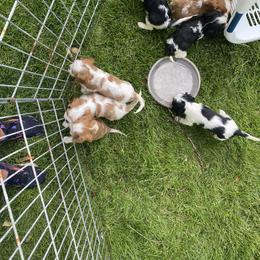 Cavalier King Charles Spaniel Puppies from Smylin Cavaliers
