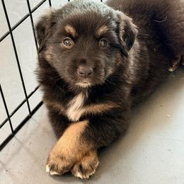 Boy 3 - Black tri male Miniature Australian Shepherd puppy in Arcadia, Indiana from Sunset Cowgirl Mini Aussies