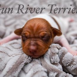 Sable - White and red female Rat Terrier puppy in Allegan, Michigan from Gun River Terriers