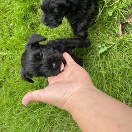 Miniature Schnauzer Puppies from Chantel's Miniature Schnauzers