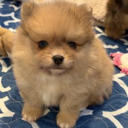 Knox - Orange sable male Pomeranian puppy in Newport Beach, California from Exotic City Pomeranians and chihuahuas