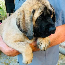Girl 1 - Fawn female Mastiff puppy in Laredo, Texas from Huereca Mastiff