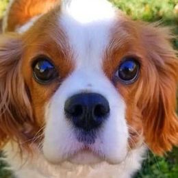 Cavalier King Charles Spaniels from Royal Flush Cavaliers