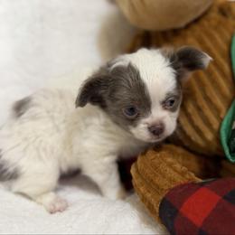 Prince - Silver and white male Chihuahua puppy in Amity, Pennsylvania from Rhoda and Verna