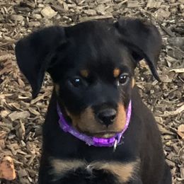 Purple collar - Black and mahogany female Rottweiler puppy in Hermitage, Tennessee from Morris Rottweilers