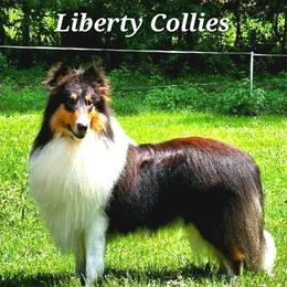 Collie puppies from Liberty Collies