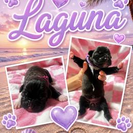 Girl 5 - Brindle female Boxer puppy in Perris, California from Ultra Paws Plus