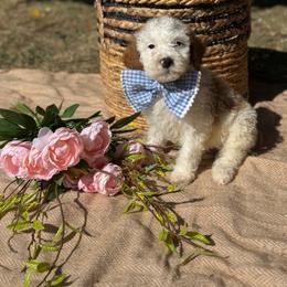 Blue collar boy - Parti male Goldendoodle puppy in Spokane, Washington from Beloved_doodles_WA