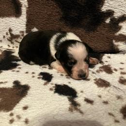 Twizzler - Blue female Australian Cattle Dog puppy in Lancaster, Minnesota from Weleski Chocolate Heelers