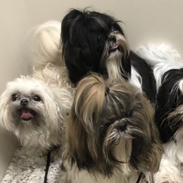 Shih Tzus from Team Kasmann’s Tzu Cru