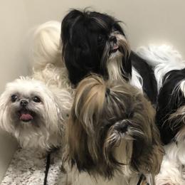 Shih Tzus from Team Kasmann’s Tzu Cru