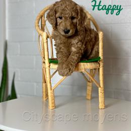 Poodle Puppies from Cityscape Moyen Poodles