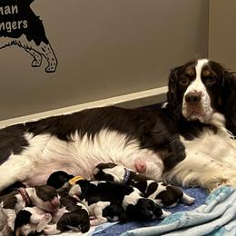 English Springer Spaniel Puppies from Kaveman Springers