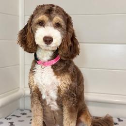 Lucy - Bernedoodle
