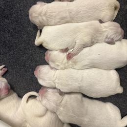 Girl 4 - female Golden Retriever puppy in Marshfield, Missouri from Charm Puppies