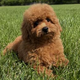 Blue - Poodle