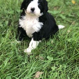 Bernedoodle and Goldendoodle Puppies from BrookeMarie’s Goldendoodle Love