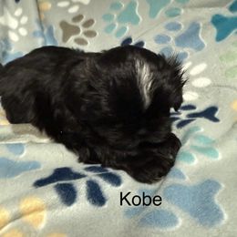 Kobe - Black and white male Shih Tzu puppy in Jasper, Indiana from Jacob’s Spoiled Shih Tzu