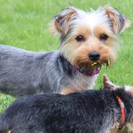 Izzy - Yorkshire Terrier