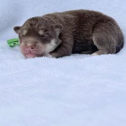 Jeremiah (Green Collar) - Red and white male Siberian Husky puppy in Warwick, Rhode Island from Young Orchard Siberians