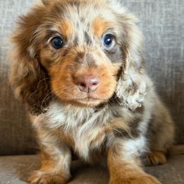 Barney - Dapple male Dachshund puppy in Tonopah, Arizona from Brandie's Dachshunds