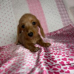 Candy - Wheaten female Dachshund puppy in Lake City, Florida from My Ditzy Doxies of Florida