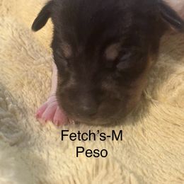 Peso - White black and tan male Rat Terrier puppy in Lodi, California from Top Shelf Rat Terriers