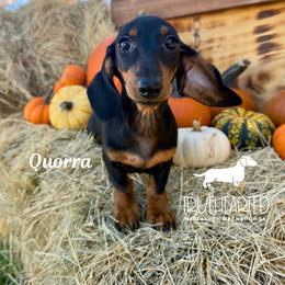 Quorra - Black and tan female Dachshund puppy in Royse City, Texas from Truehearted Miniature Dachshunds