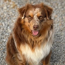 Willie - Australian Shepherd