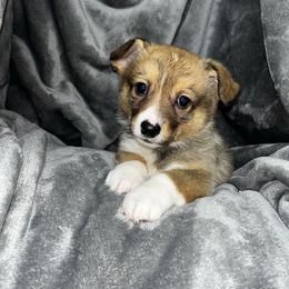 Sable Male - Sable male Pembroke Welsh Corgi puppy in De Witt, Arkansas from Western Plains Kennel