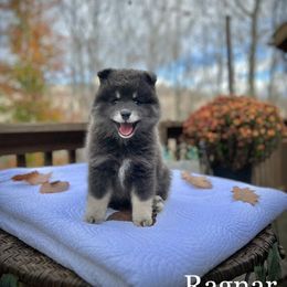 Pomsky Puppies from Blue Ridge Pomsky