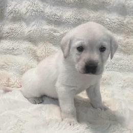 AKC Logan - Yellow male Labrador Retriever puppy in Greenville, South Carolina from Babyface Shih Tzu