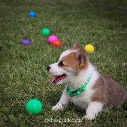 Finn - Sable male Pembroke Welsh Corgi puppy in Wever, Iowa from Sheep and Corgis