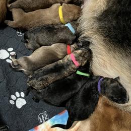 German Shepherd Puppies from RED’s Legendary German Shepherds
