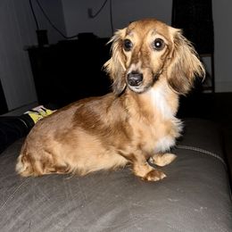 Roxie - Dachshund