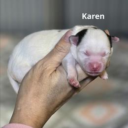 Karen - White female Pomsky puppy in Fredericksburg, Virginia from Purely Pomskies